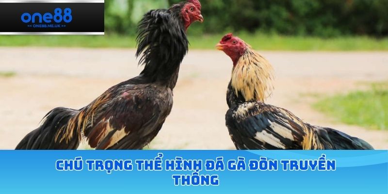 Chú trọng thể hình đá gà đòn truyền thống