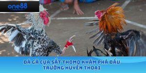 đá gà cựa sắt thomo