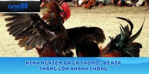 Kinh nghiệm đá gà thomo