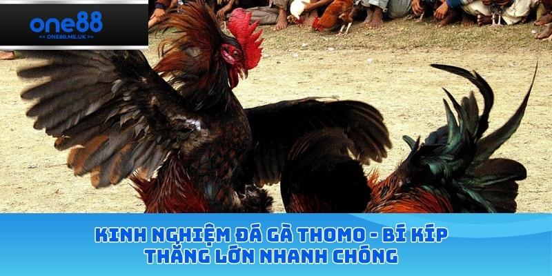 Kinh nghiệm đá gà thomo