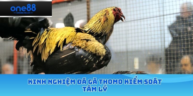 Kinh nghiệm đá gà thomo kiểm soát tâm lý