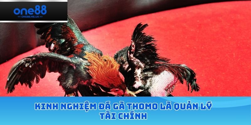 Kinh nghiệm đá gà thomo là quản lý tài chính