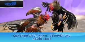 Lựa chọn gà đá mạnh