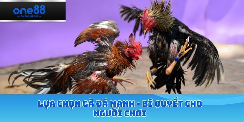 Lựa chọn gà đá mạnh