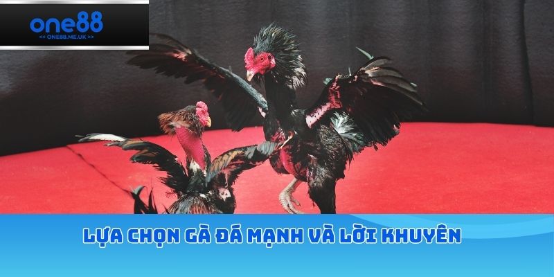 Lựa chọn gà đá mạnh và lời khuyên