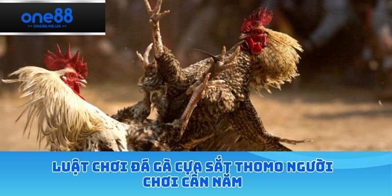 Luật chơi đá gà cựa sắt thomo người chơi cần nắm