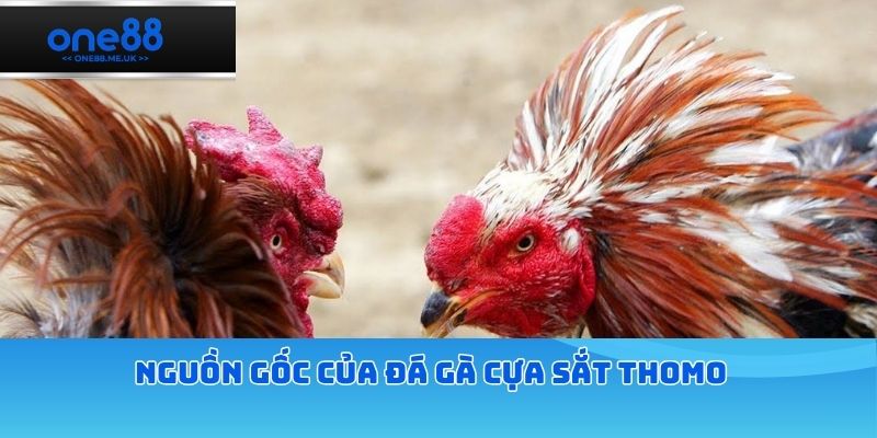 Nguồn gốc của đá gà cựa sắt thomo