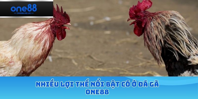 Nhiều lợi thế nổi bật có ở sảnh đá gà
