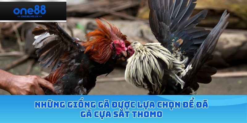 Những giống gà được lựa chọn để đá gà cựa sắt thomo