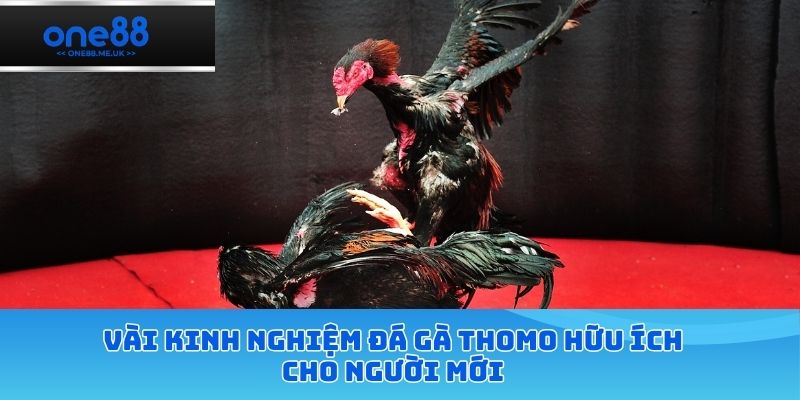 Vài kinh nghiệm đá gà thomo hữu ích cho người mới