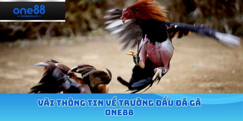 Vài thông tin về trường đấu đá gà one88