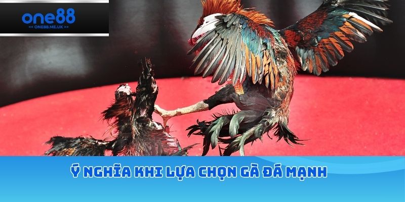 Ý nghĩa khi lựa chọn gà đá mạnh